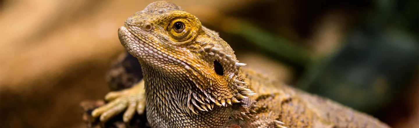 Pizza-Fueled Lizard Broke The Constipation Record, RIP
