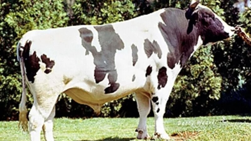 Millions Of Cows Come From One Mutant ’60s Bull
