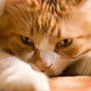 Cracked Round-Up: Gun Control Edition