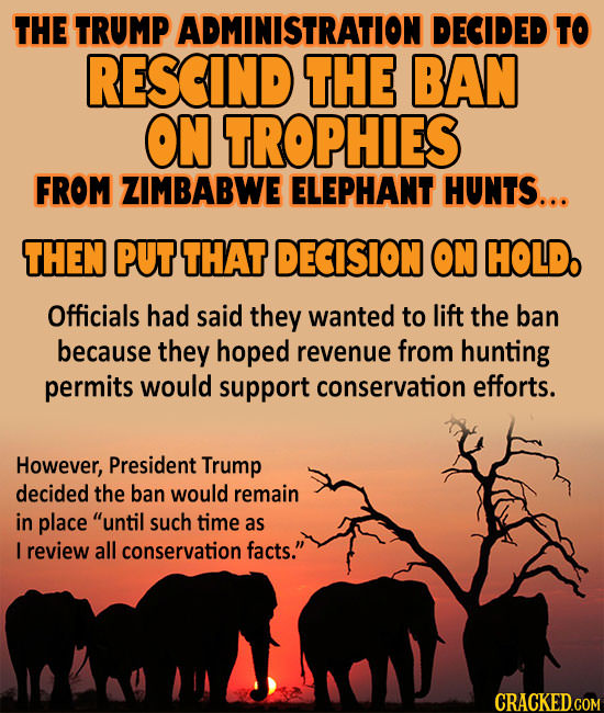 THE TRUMP ADMINISTRATION DECIDED TO RESCIND THE BAN ON TROPHIES FROM ZIMBABWE ELEPHANT HUNTS... THEN PUT THAT DECISION ON HOLD. Officials had said the