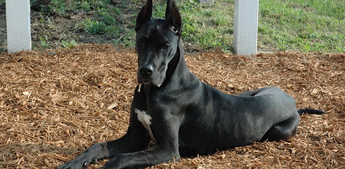 Great Dane