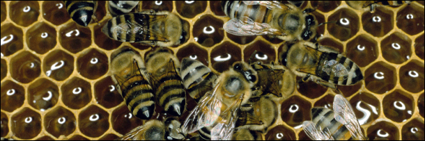 5 Things You Won't Believe Spawned Black Markets