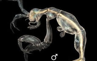 5 Underwater Creatures That Look Like Terrifying Nightmares