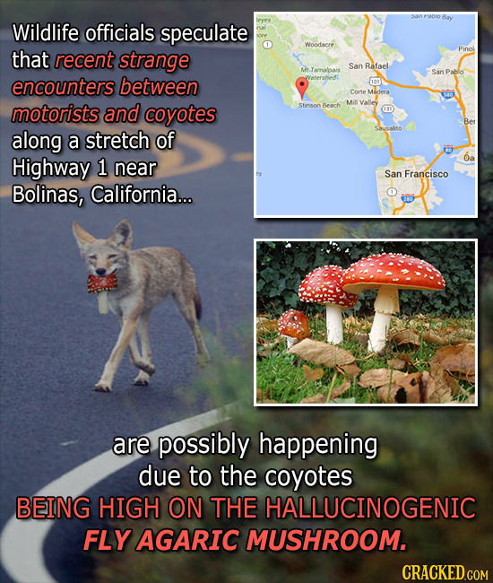 Bay Wildlife officials speculate leves nall Woodacre that recent strange Pino San Rafael M Tamaloaie San Pabilo encounters between Watershede 1o1 Cort