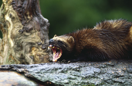 5 WTF Old-Timey Sci-Fi Genres That Were Hugely Popular