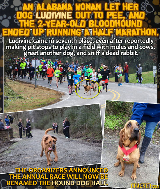 AN ALABAMA WOMAN LET HER DOG LUDIVINE OUT TO PEE, AND THE 2-YEAR-OLD BLOODHOUND ENDEDUP RUNNINGT A HALF MARATHON Ludivine came in seventh place, even 