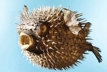 5 Creepy Mutations Science Thinks Humanity Might Evolve