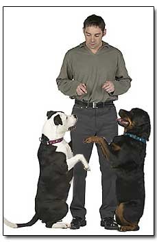 6 Insane Dog Behaviors Explained by Evolution