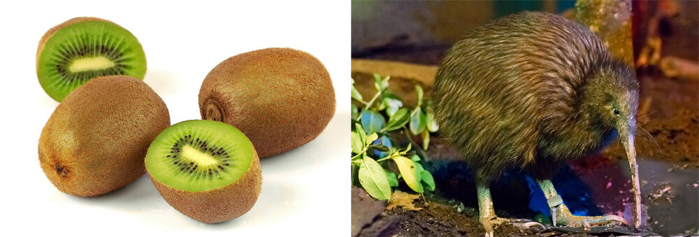 kiwi fruit and bird