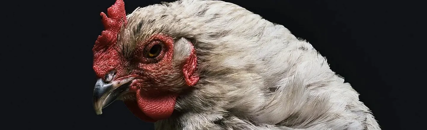 The Weird, Weird Tale Of Mike The Headless Chicken