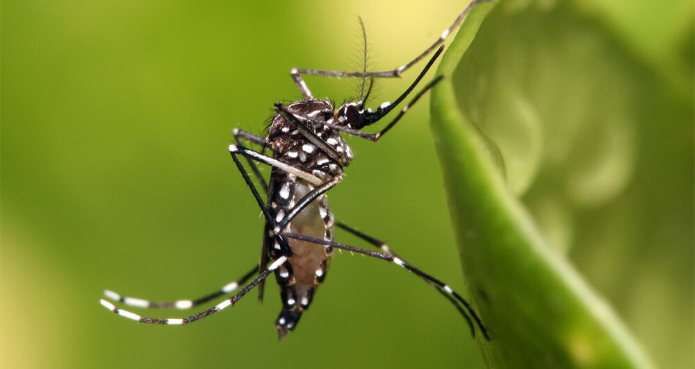 Aedes aegypti in Dar es Salaam, Tanzania