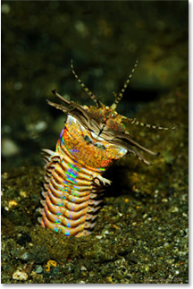 Horrifying Blue Face Worm