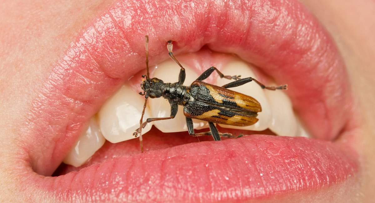 Horrfying Insects 5 Horrifying Insects That Can Sneak-Attack Your Body | Cracked.com