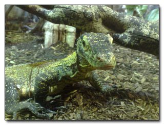 The 8 Most Disgusting Animal Defenses Cracked Com