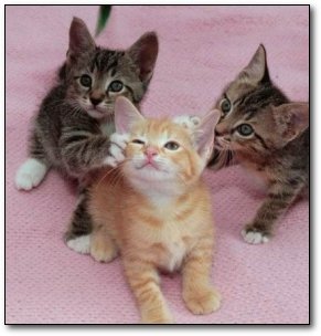 6 Reasons Kittens Suck Learned While Raising Them Cracked Com