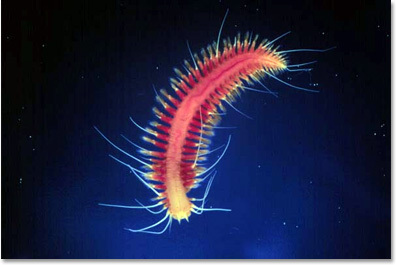 The 6 Most Nightmarish Worms on the Planet