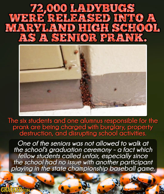 2.000 LADYBUGS WERE RELEASED INTO A MARYLAND HIGH SCHOOL AS A SENIOR PRANK. The six students and one alumnus responsible for the prank are being charg