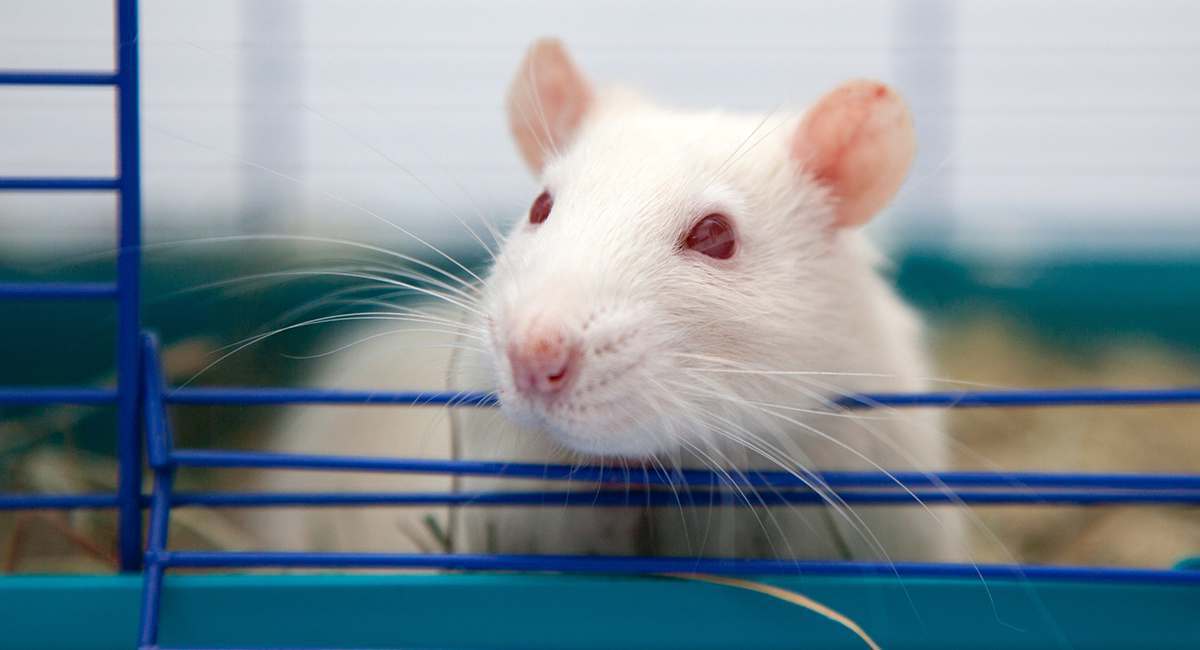The 5 Shadiest Practices Of Modern Pet Stores Cracked Com