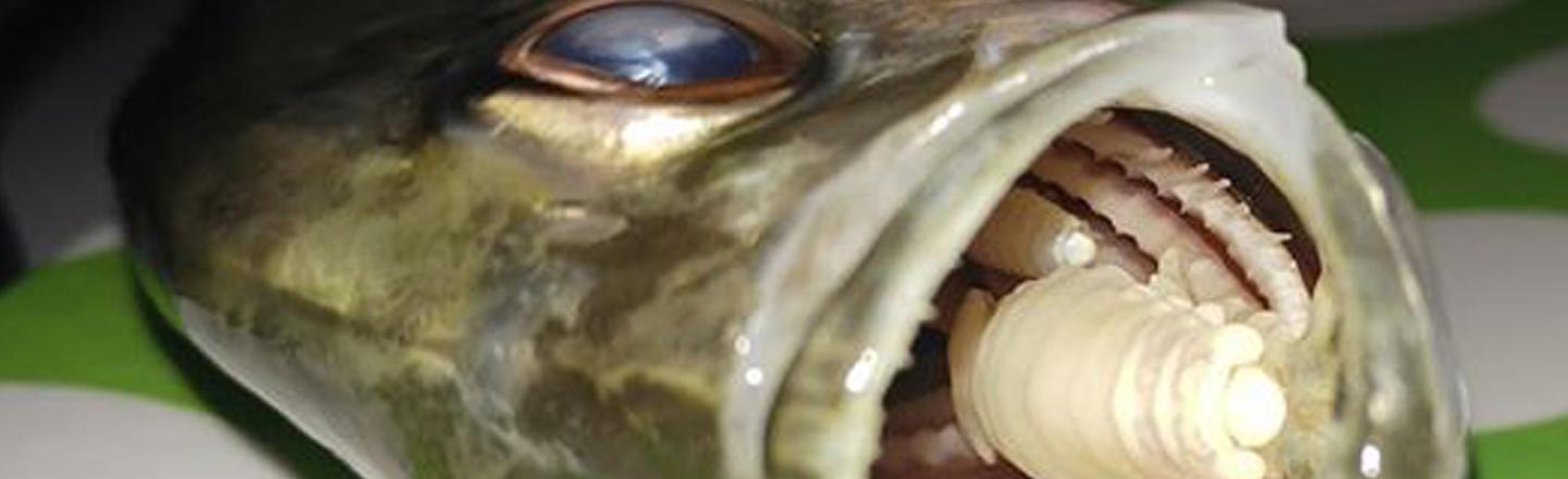 The Vampire Parasite That Replaces A Fish's Tongue