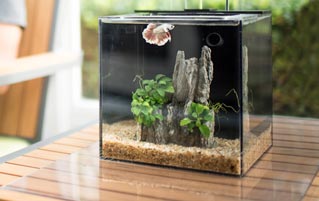 This Fish Tank Takes Care Of Itself (So You Don't Have To)