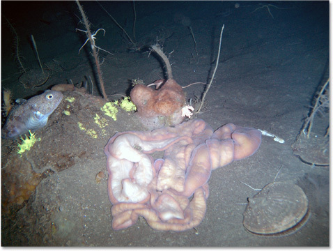 The 6 Most Nightmarish Worms on the Planet