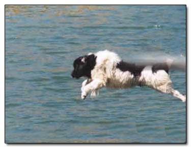 6 Insane Dog Behaviors Explained by Evolution