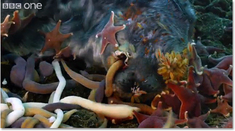 The 6 Most Nightmarish Worms on the Planet