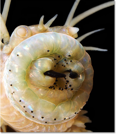 The 6 Most Nightmarish Worms on the Planet