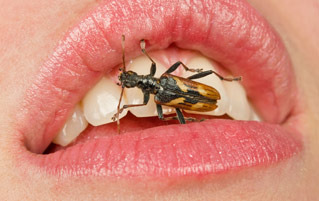 5 Horrifying Insects That Can Sneak-Attack Your Body