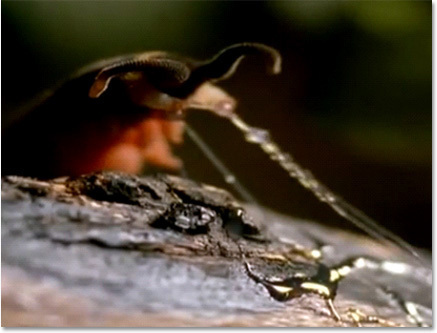 The 6 Most Nightmarish Worms on the Planet