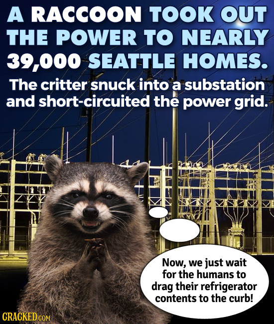 A RACCOON TOOK OUT THE POWER TO NEARLY 39,000 SEATTLE HOMES. The critter snuck into a substation and short-circuited the power grid. Now, we just wait