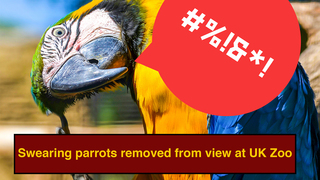 Swearing Parrots At Zoo Berate Guests With 'Fowl' Language