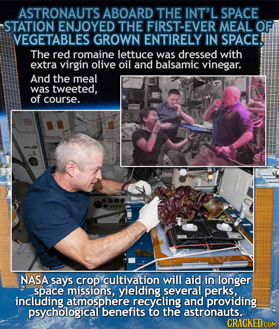 ASTRONAUTS ABOARD THE INT'L SPACE STATION ENJOYED THE FIRST-EVER MEAL OF IVEGETABLES GROWN ENTIRELY IN SPACE! The red romaine lettuce was dressed with