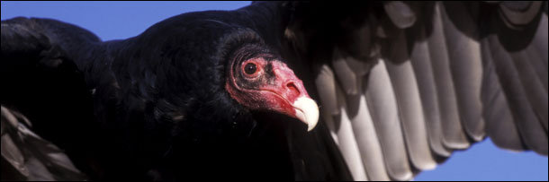 The 8 Most Disgusting Animal Defenses