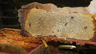 Beekeeping Hasn’t Changed in Nearly 200 Years