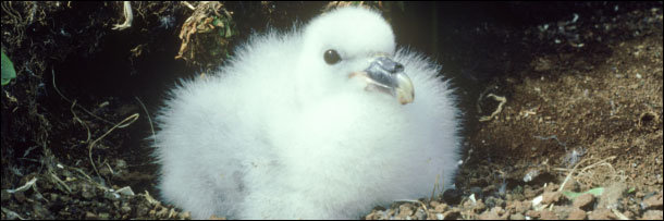 The 8 Most Disgusting Animal Defenses