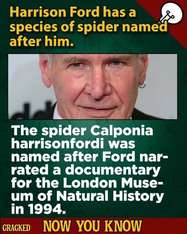 Harrison Ford has a species of spider named after him. The spider Calponia harrisonfordi was named after Ford nar- rated a documentary for the London Muse- um of Natural History in 1994. CRACKED NOW YOU KNOW