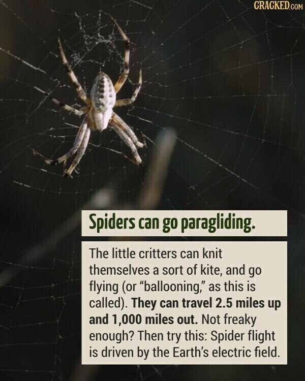CRACKED.COM Spiders can go paragliding. The little critters can knit themselves a sort of kite, and go flying (or ballooning, as this is called). They can travel 2.5 miles up and 1,000 miles out. Not freaky enough? Then try this: Spider flight is driven by the Earth's electric field.