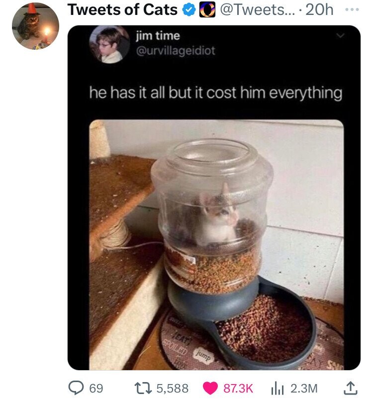 Tweets of Cats @Tweets... 20h ... jim time @urvillageidiot he has it all but it cost him everything SWEE EAT] SPOILED jump LOVE 69 5,588 87.3K del 2.3M 