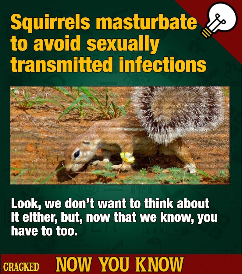 Squirrels masturbate to avoid sexually transmitted infections Look, we don't want to think about it either, but, now that we know, you have to too. CRACKED NOW YOU KNOW