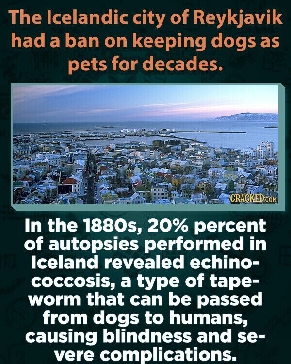 The Icelandic city of Reykjavik had a ban on keeping dogs as pets for decades. CRACKED.COM In the 1880s, 20% percent of autopsies performed in Iceland revealed echino- coccosis, a type of tape- worm that can be passed from dogs to humans, causing blindness and se- vere complications.