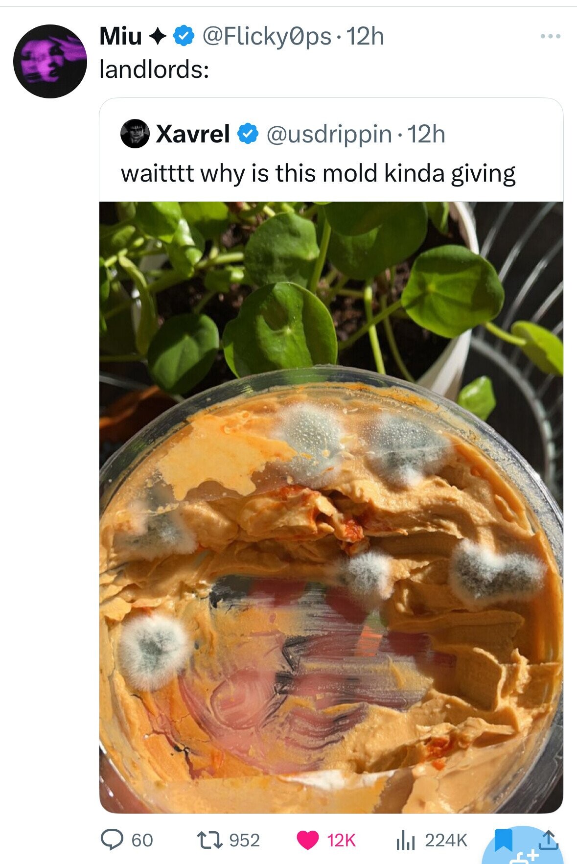 Miu @Flicky0ps.12h landlords: Xavrel @usdrippin 12h waitttt why is this mold kinda giving 60 952 12K 224K +ء