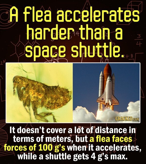 A flea accelerates harder than a space shuttle. 4 +8 It doesn't cover a lot of distance in terms of meters, but a flea faces forces of 100 g's when it accelerates, while a shuttle gets 4 g's max.