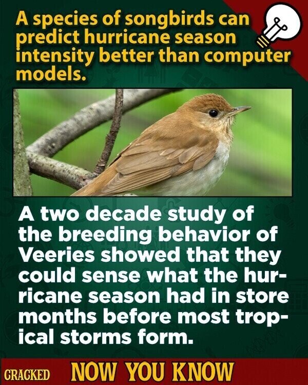 A species of songbirds can predict hurricane season intensity better than computer models. A two decade study of the breeding behavior of Veeries showed that they could sense what the hur- ricane season had in store months before most trop- ical storms form. CRACKED NOW YOU KNOW