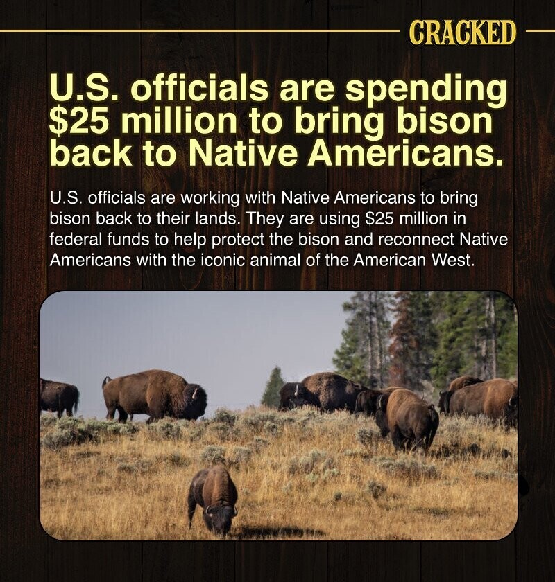 CRACKED U.S. officials are spending $25 million to bring bison back to Native Americans. U.S. officials are working with Native Americans to bring bison back to their lands. They are using $25 million in federal funds to help protect the bison and reconnect Native Americans with the iconic animal of the American West.