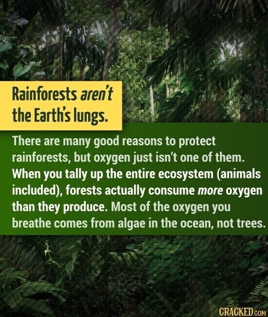 Rainforests aren't the Earth's lungs. There are many good reasons to protect rainforests, but oxygen just isn't one of them. When you tally up the entire ecosystem (animals included), forests actually consume more oxygen than they produce. Most of the oxygen you breathe comes from algae in the ocean, not trees. CRACKED.COM