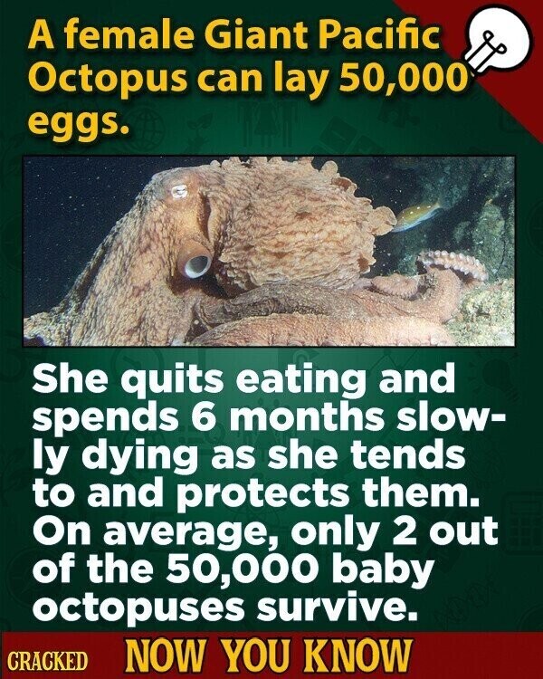 A female Giant Pacific Octopus can lay 50,000 eggs. She quits eating and spends 6 months slow- ly dying as she tends to and protects them. On average, only 2 out of the 50,000 baby octopuses survive. CRACKED NOW YOU KNOW