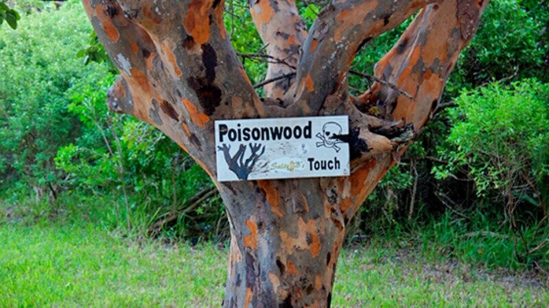 13 Plants That Will Seriously Mess You Up