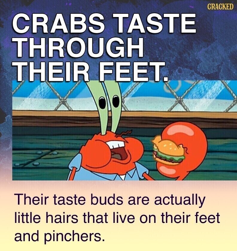 CRACKED CRABS TASTE THROUGH THEIR FEET. Their taste buds are actually little hairs that live on their feet and pinchers.
