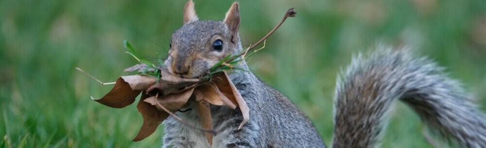 31 Animals Who Are Capable Of Some Outlandish Behavior